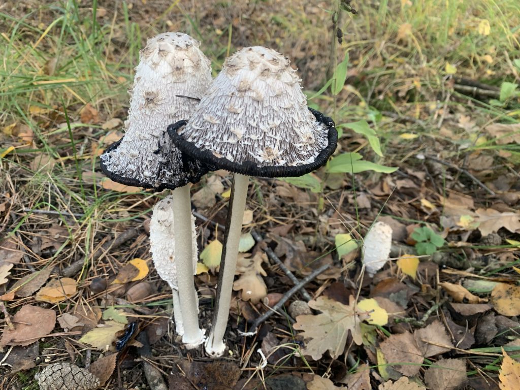 de paddenstoel als symbool van verbinding